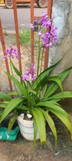 Cat Eye Gel Nail Polish - XEIJAYI 6Pcs для професійного манікюру photo review