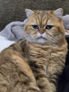 UR SUGAR 7ml Гель бази – ідеальний вибір для манікюру photo review