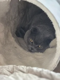 UR SUGAR 7ml Гель бази – ідеальний вибір для манікюру photo review