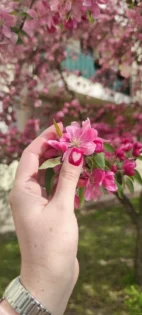 Котячий гель-лак AS 15ml з ефектом котячого ока - 36 кольорів для манікюру photo review