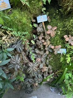 NAILPOP Builder Nail Gel - Ваша ідеальна манікюрна система photo review