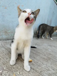 Jelly Violet Lip Oil - Ваш ідеальний блиск для губ! photo review