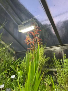 NAILPOP Builder Nail Gel - Ваша ідеальна манікюрна система photo review