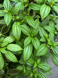 NAILPOP Builder Nail Gel - Ваша ідеальна манікюрна система photo review